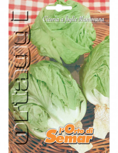 Mantuan Chicory Super Packet