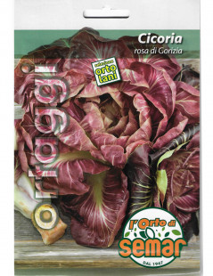 Pink Chicory-Gorizia B.Super
