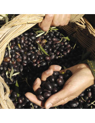 Olive harvesting